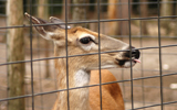 Protective deer fencing